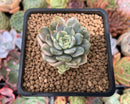 Echeveria 'Tinker Bell' Variegated 2" Succulent Plant