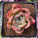 Echeveria 'Orange Champaign' 1"-2" Succulent Plant