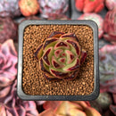 Echeveria Agavoides 'Ebony' 1" Succulent Plant