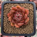 Echeveria Agavoides sp. 1" Small Succulent Plant