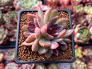 Echeveria 'Black Rose' Hybrid 2"-3" Succulent Plant
