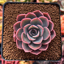Echeveria 'Tinkerbell' 2" Succulent Plant