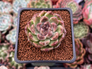 Echeveria Agavoides 'Amethyst' 1" Succulent Plant