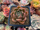 Echeveria Agavoides sp. 2" Succulent Plant