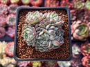 Echeveria 'Charming Blue' Crested 2" Succulent Plant
