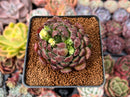 Echeveria 'Scorpio' 2" Succulent Plant