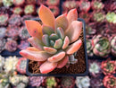 Echeveria 'Finger Baby' 2" Succulent Plant