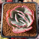 Echeveria 'Flying Cloud' Variegated 2" Succulent Plant