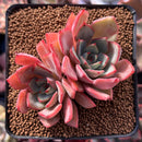 Echeveria 'Strictiflora' Hybrid 3" Succulent Plant