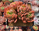 Echeveria Agavoides 'Denteulajjaem' 4" Cluster Succulent Plant