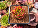 Echeveria Agavoides 'Orange Ebony' 1"-2" Succulent Plant