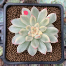Echeveria 'Mebina' Variegated 2" Succulent Plant