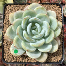 Echeveria 'Chloe' 3"-4" Powdery Succulent Plant