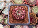 Echeveria Agavoides 'Sarabony' 1" (Seed Grown) Succulent Plant