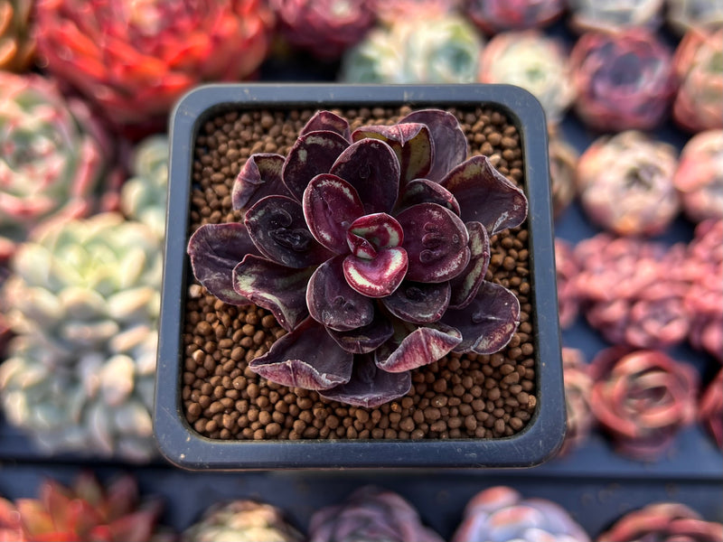 Echeveria 'Nodulosa' 1