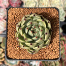 Echeveria Agavoides 'Sarabony' 2" Succulent Plant