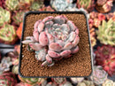 Echeveria 'Viyant' 2"-3" Cluster Succulent Plant