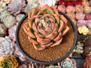 Echeveria Agavoides 'Charlotte' 4" Succulent Plant