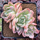 Echeveria 'Japanese Raspberry' 3" Cluster Succulent Plant