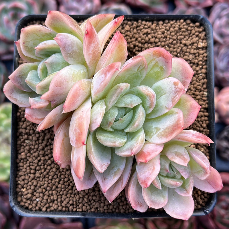 japanese succulent plants Echeveria 'Japanese Raspberry' 3" Cluster Succulent Plant – True Succulents  Plant Co