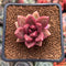 Pachyphytum 'Tivoli' 1" New Hybrid Succulent Plant