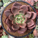 Echeveria 'Pink Champaign' 4” Succulent Plant