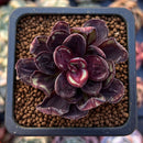 Echeveria 'Nodulosa' 1"-2" Small Succulent Plant