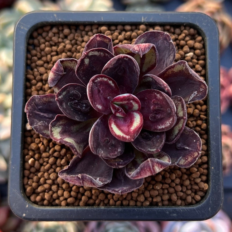echeveria nodulosa succulent Echeveria 'Nodulosa' 1"-2" Small Succulent Plant – True Succulents Plant Co