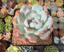 Echeveria 'Orange Monroe' 3" Powdery Succulent Plant
