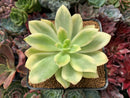 Echeveria 'Golden Glow' Variegated 2"-3" Succulent Plant