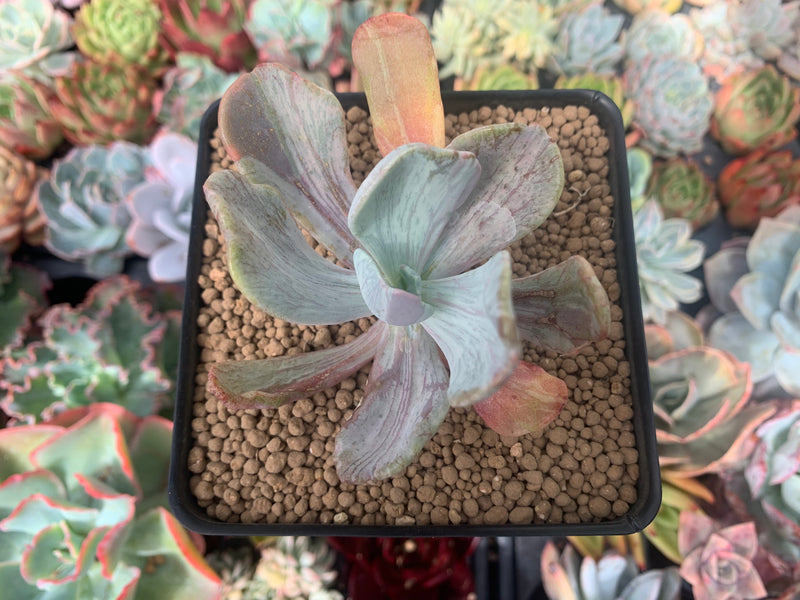 jocelyn's joy succulent Pachyveria 'Jocelyns Joy' Variegated 2