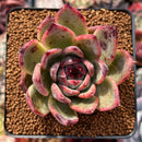 Echeveria 'Ratam' 2" Succulent Plant
