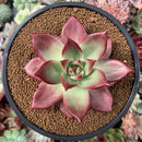 Echeveria Agavoides 'Red Beach' 3”-4" Succulent Plant