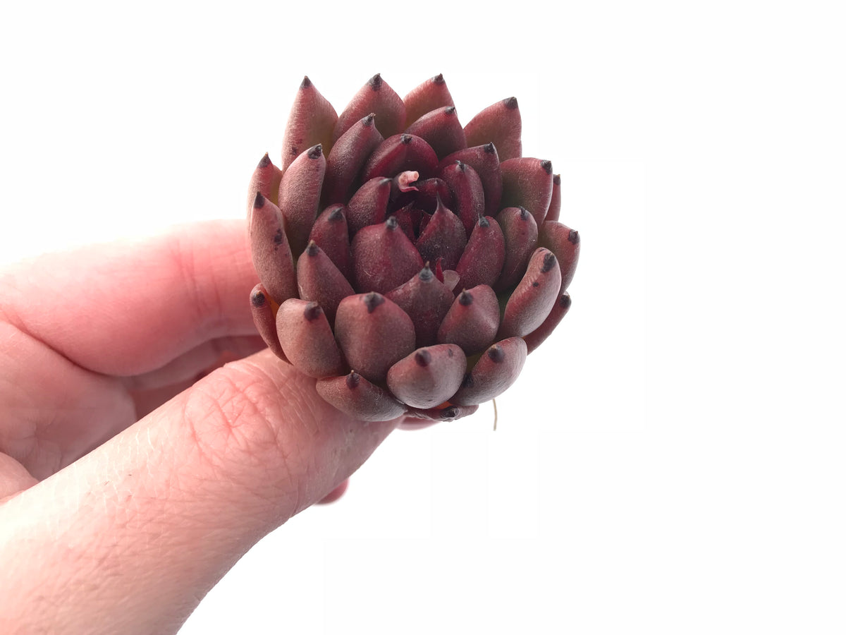 Echeveria Agavoides ‘Black Queen’ 1”-2” Rare Succulent Plant