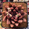 Echeveria Agavoides 'Pysche 3"-4" Succulent Plant
