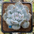 Echeveria 'Orange Monroe' 2" Succulent Plant
