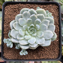 Echeveria 'Humilis' Variegated 3" Succulent Plant