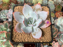 Echeveria 'White Lotus' 3" Powdery Succulent Plant