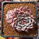 Echeveria 'Purple Lydia' 2" Cluster Succulent Plant