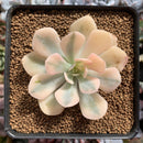 Echeveria Runyonii Variegated (Aka Echeveria 'Akaihosi' Variegated) 3" Succulent Plant