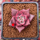 Echeveria Agavoides 'Red Ebony' 1" Succulent Plant