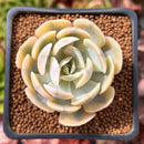 Echeveria Runyonii Variegated (Aka Echeveria 'Akaihosi' Variegated) 2" Succulent Plant