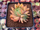 Echeveria 'Pink Top' 2"-3" Succulent Plant