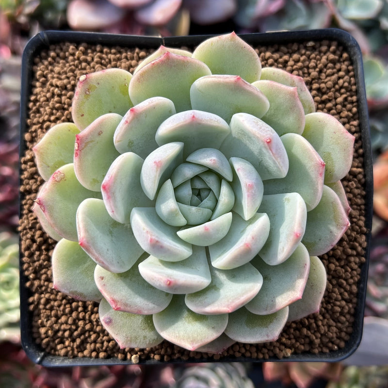 Echeveria 'Icy Green' x 'Orange Monroe' 3