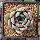 Echeveria 'Starmark' 3" Succulent Plant