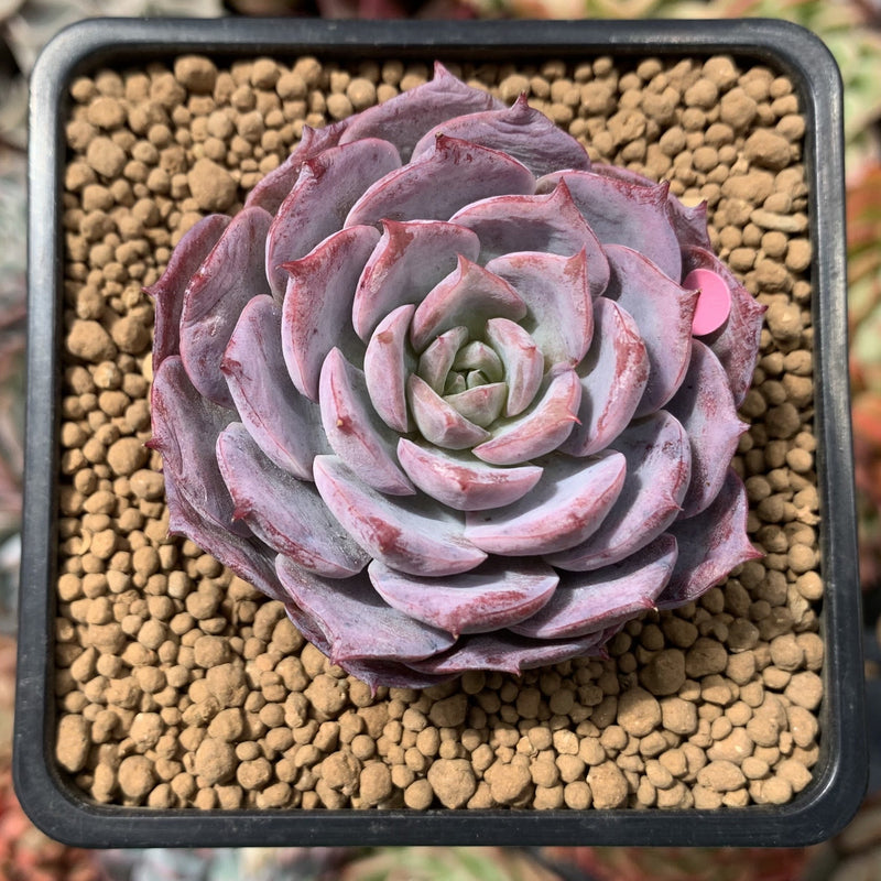 succulent sunset Echeveria 'Red Sunset' New Hybrid 2