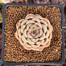 Echeveria 'Coypeach' 1"-2" Seed-Grown Succulent Plant