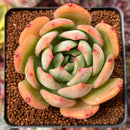 Echeveria 'Red Glow' 2"-3" Succulent Plant