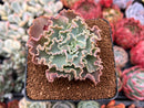 Echeveria 'Blue Curls' 2"-3" Succulent Plant