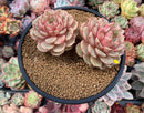 Echeveria 'Ben Badis' 5" Double Headed Succulent Plant